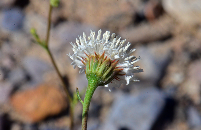 Fleshcolor Pincushion bracts surrounding the floral heads are called phyllaries and you note that they do not surpass the white florets. Sometimes the floral heads are whitish or pinkish. Chaenactis xantiana